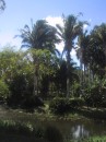 botCienfuegos3 * ... eine tropische Sumpflandschaft ... * 1200 x 1600 * (706KB)